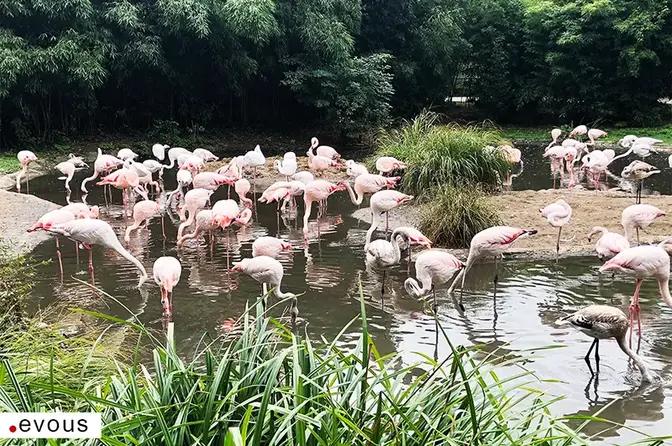 Best zoos, animal parks and farms in Paris
